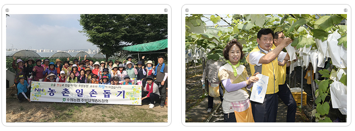 여성조직 농촌일손돕기(부녀회, 주부대학, 농가주부모임)