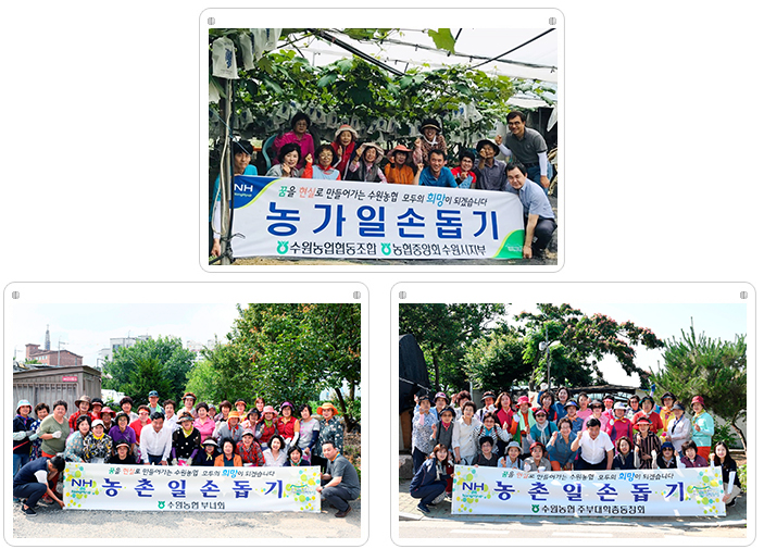 농촌일손돕기(포도봉지 씌우기)