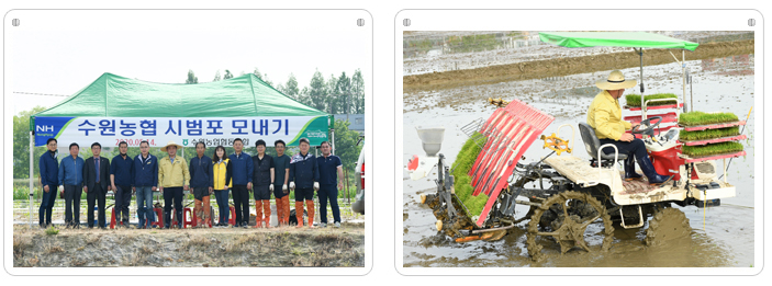 시범포 모내기 실시