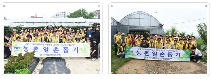 여성조직 농촌일손돕기 실시2